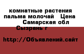 комнатные растения пальма молочай › Цена ­ 300 - Самарская обл., Сызрань г.  »    